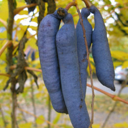 Blue Bean Shrub, Dead Man's Fingers